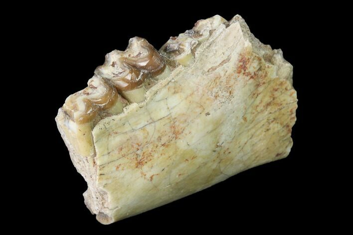 Fossil Horse (Mesohippus) Jaw Section - South Dakota #140900